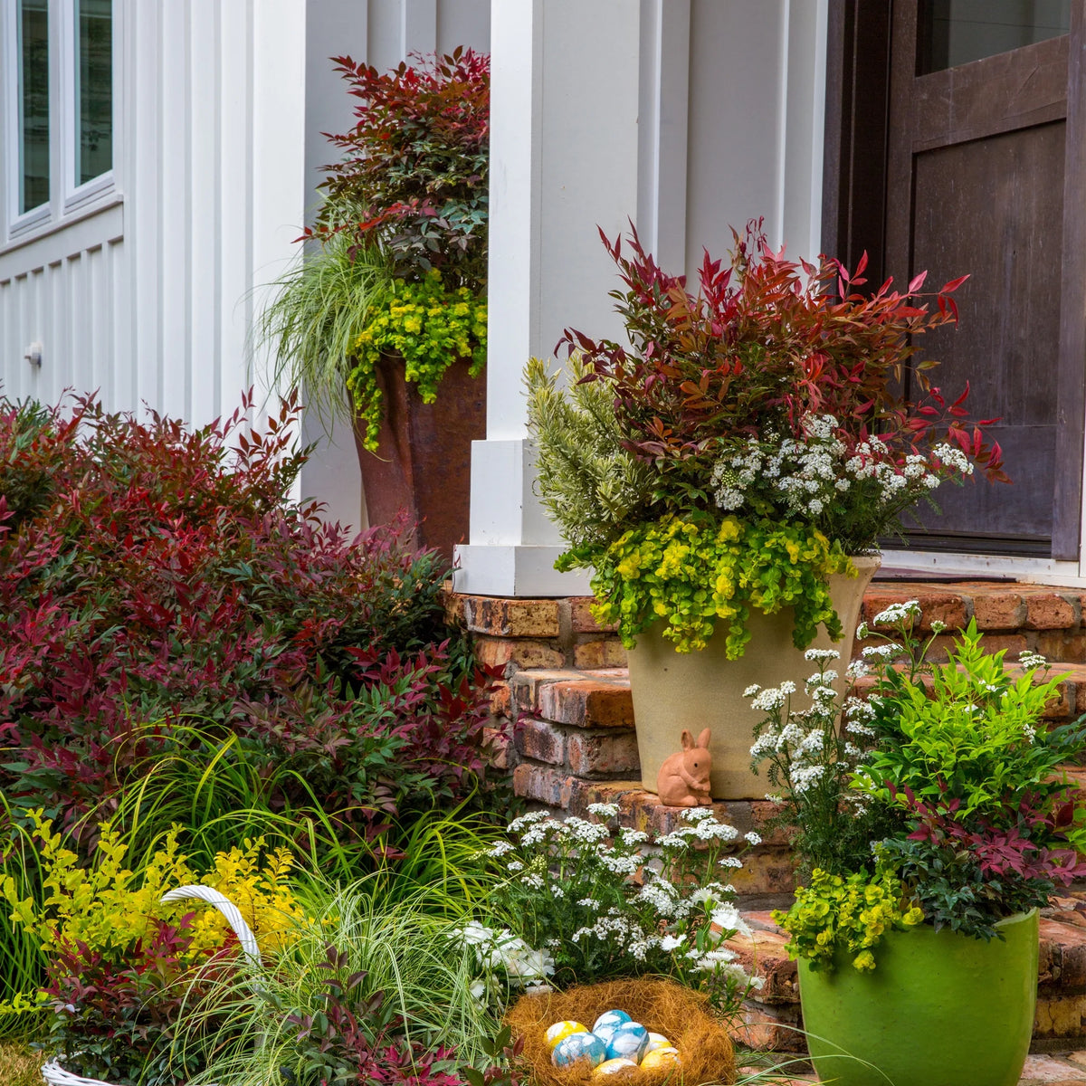 2 Gallon Nandina Shrub Y897