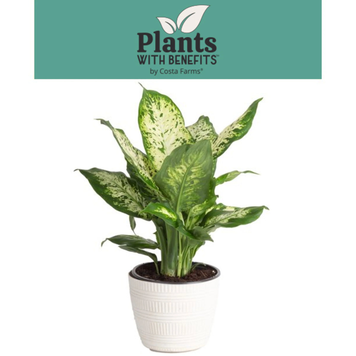 Live Indoor Dieffenbachia in 6in. Décor Pot I9552