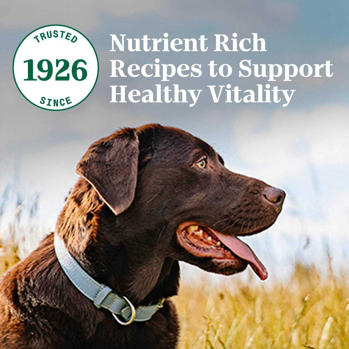 Adult Lamb Rice Dry Dog Food C482516