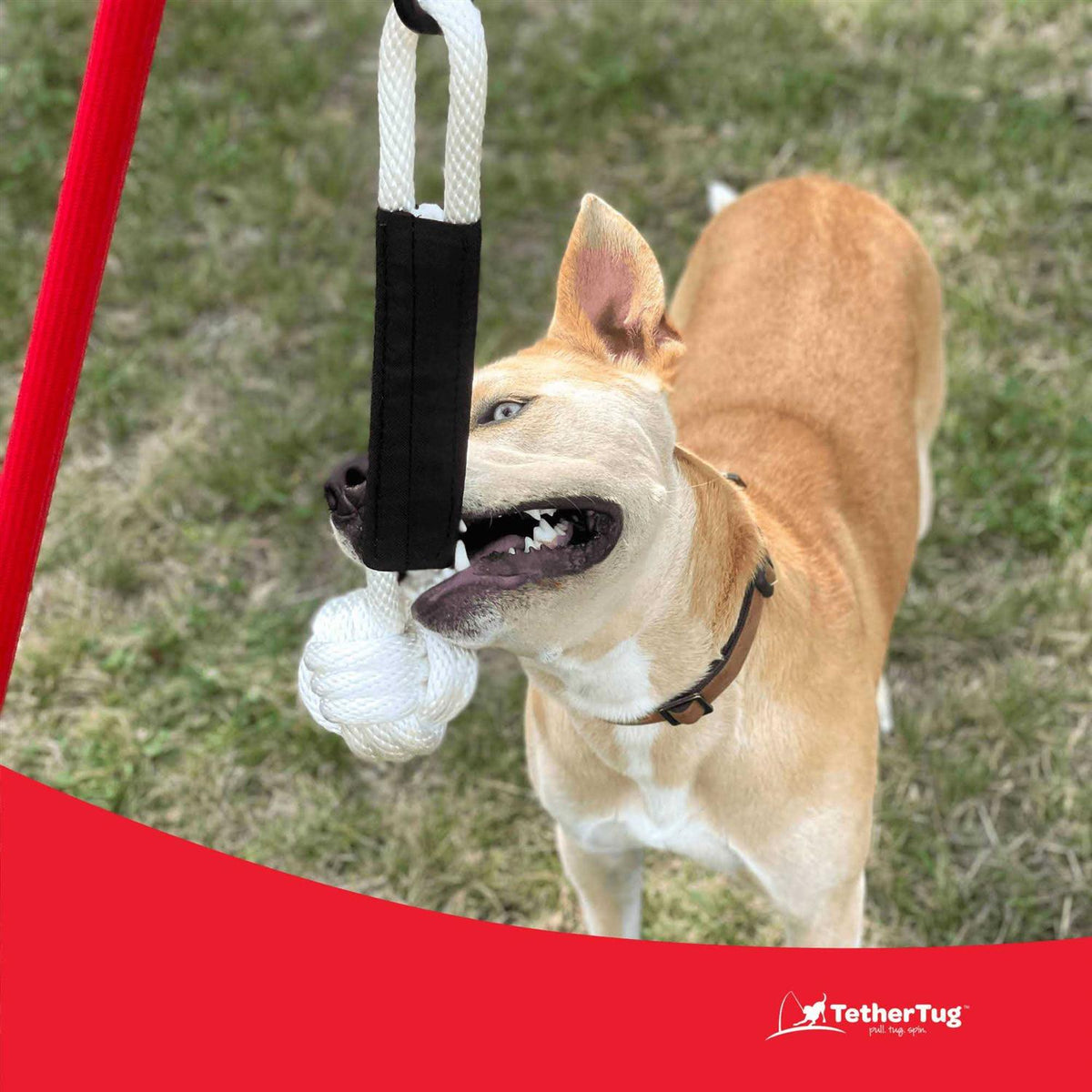 Dog Toy V4701