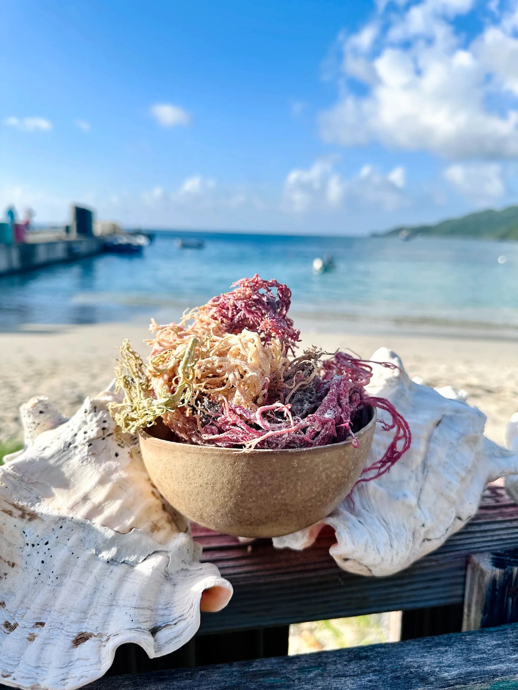 Sea Moss L217