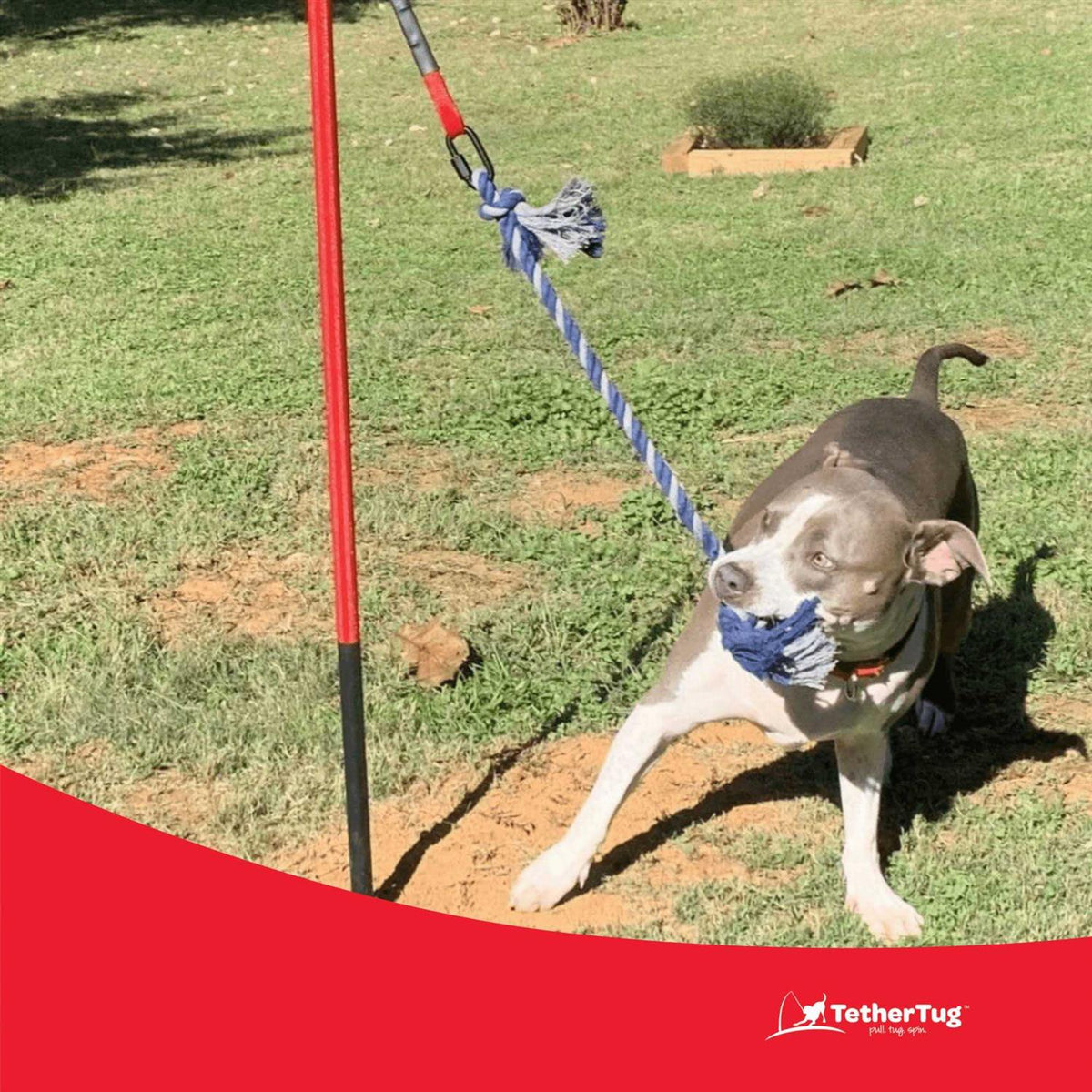 Dog Toy V4701