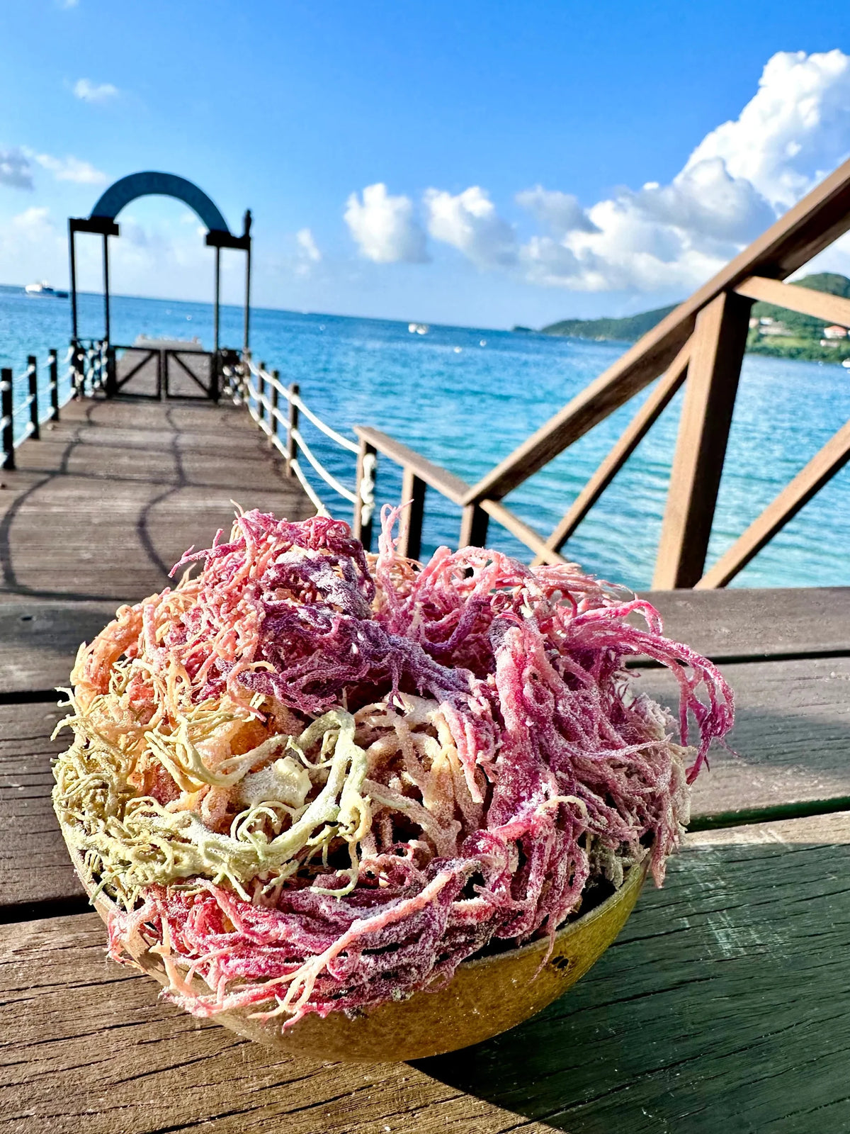 Sea Moss L217