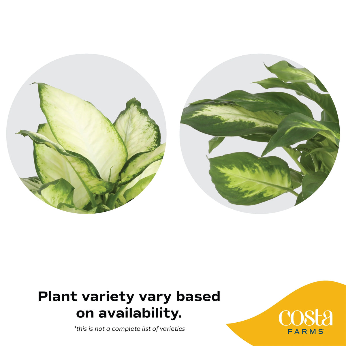 Live Indoor Dieffenbachia in 6in. Décor Pot I9552