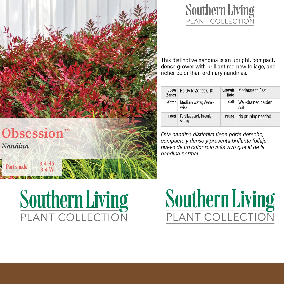 2 Gallon Nandina Shrub Y897