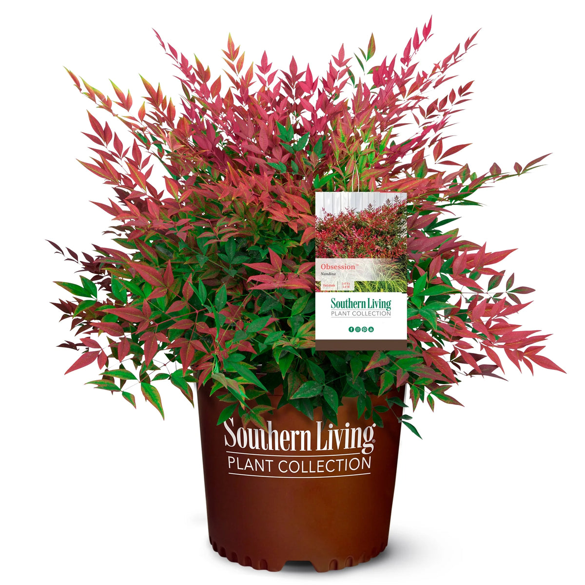 2 Gallon Nandina Shrub Y897