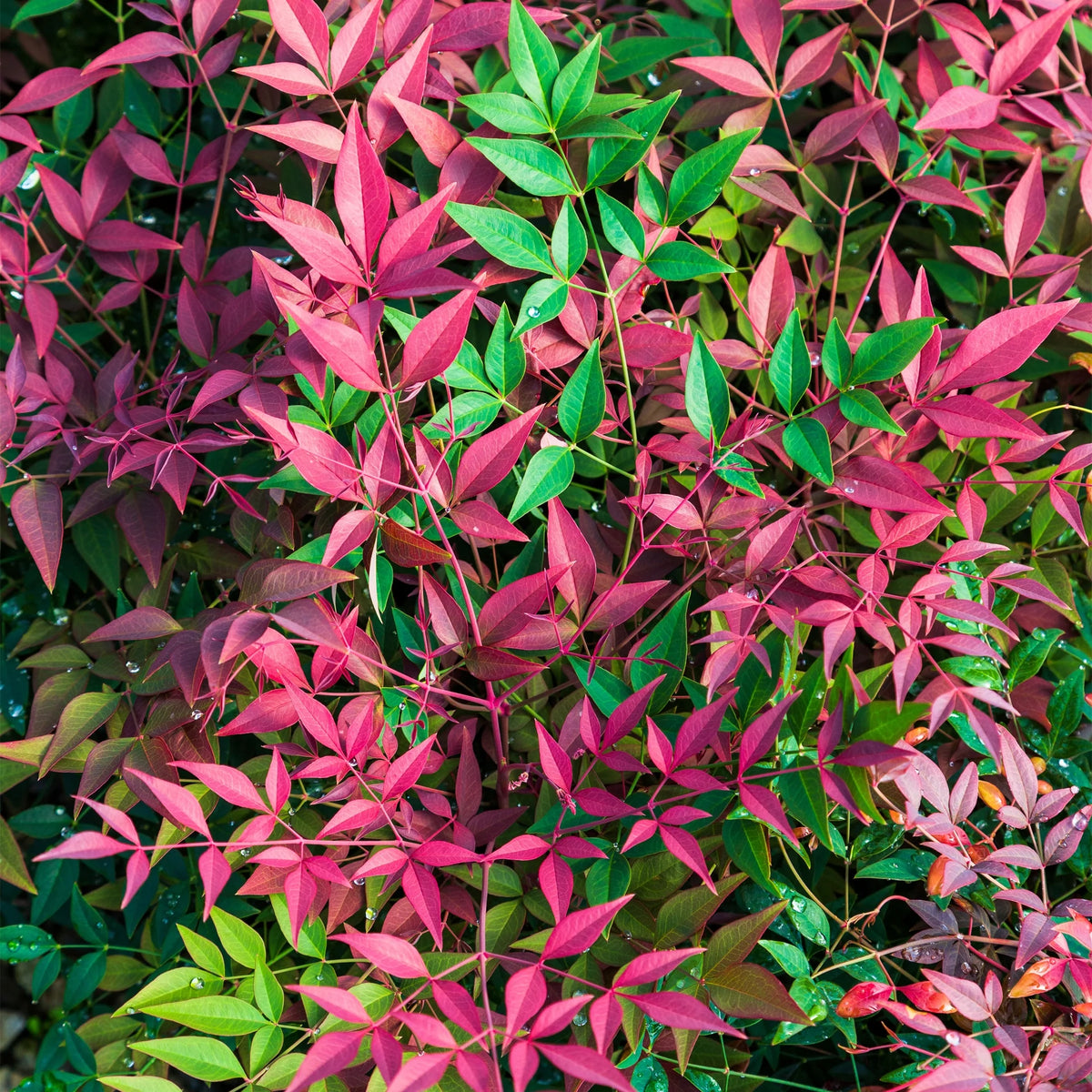 2 Gallon Nandina Shrub Y897