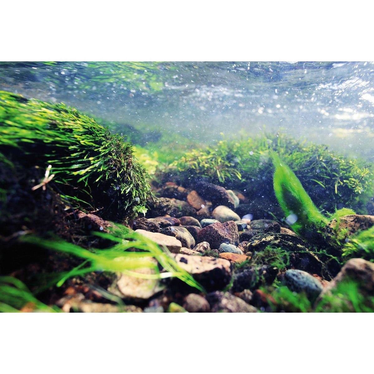 Reversible Aquarium Background N213574