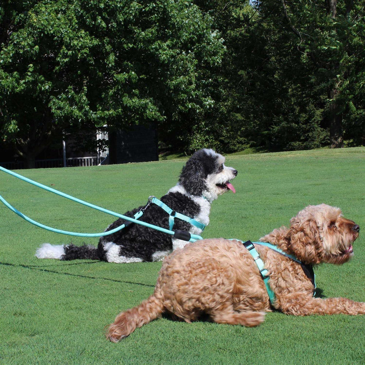 Reflective Rope Dog Leash F589408