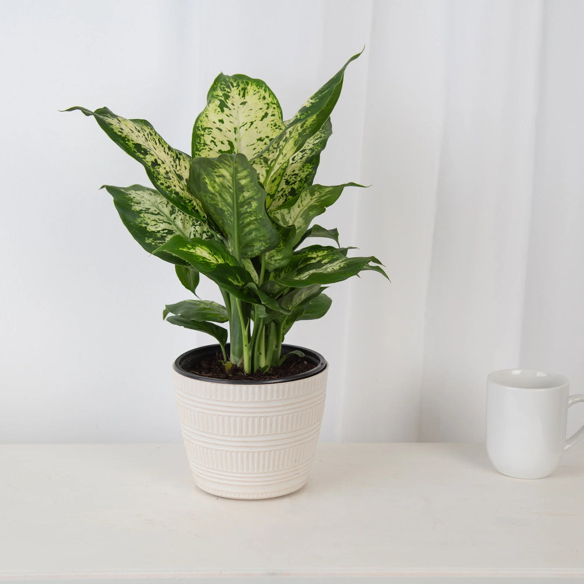 Live Indoor Dieffenbachia in 6in. Décor Pot I9552