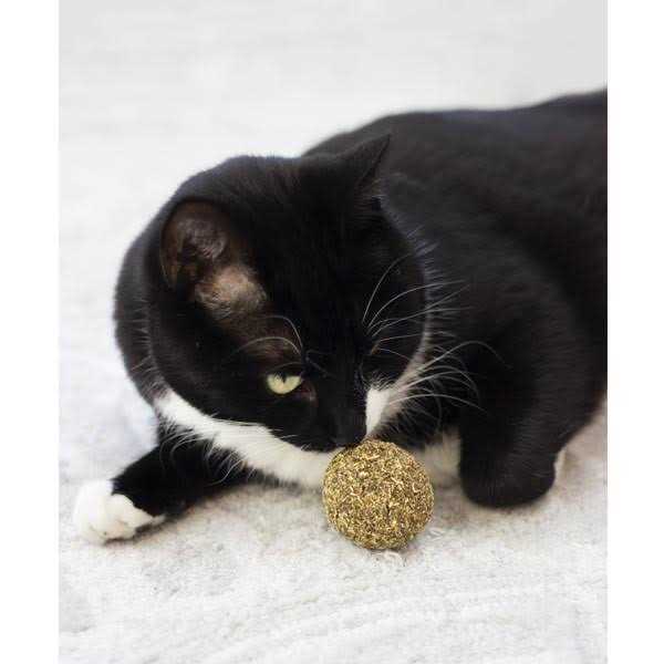 Catnip E795